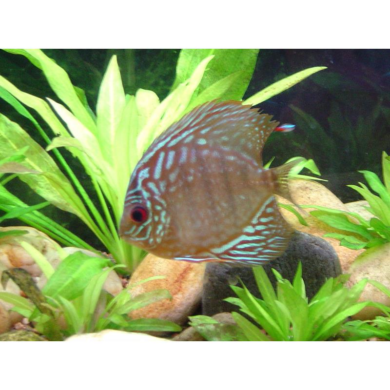 Symphysodon red turquoise - imagine 4